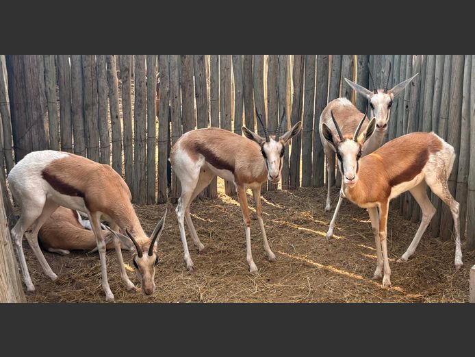 Konings Springbok Ooie