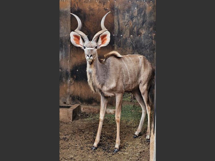 KUDU | KOLOBE WILDLIFE