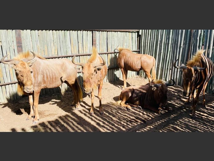 Goue Wildebees Koeie