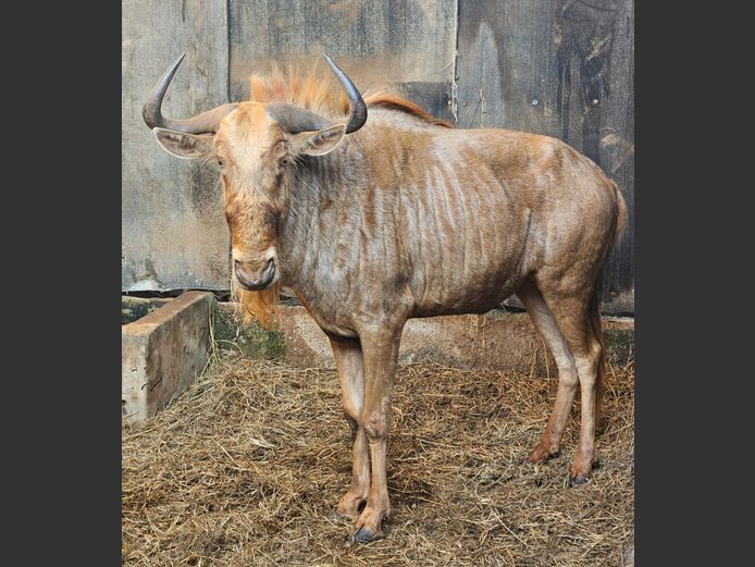 GOUE WILDEBEES | ZWARTKLOOF