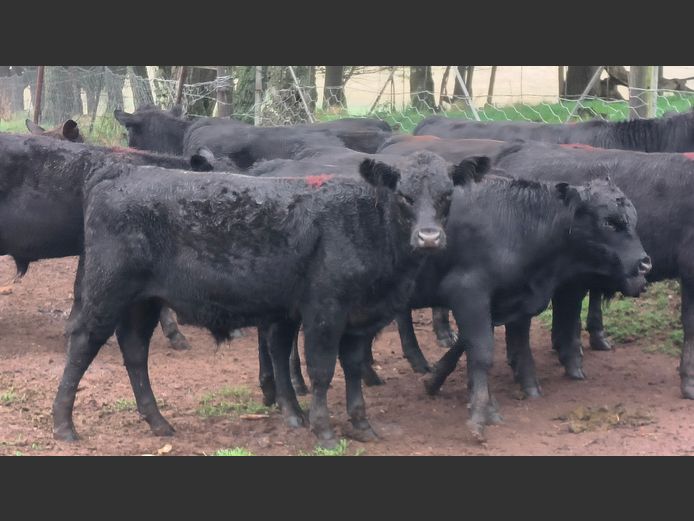 Commercial Animals | Esk River Farming