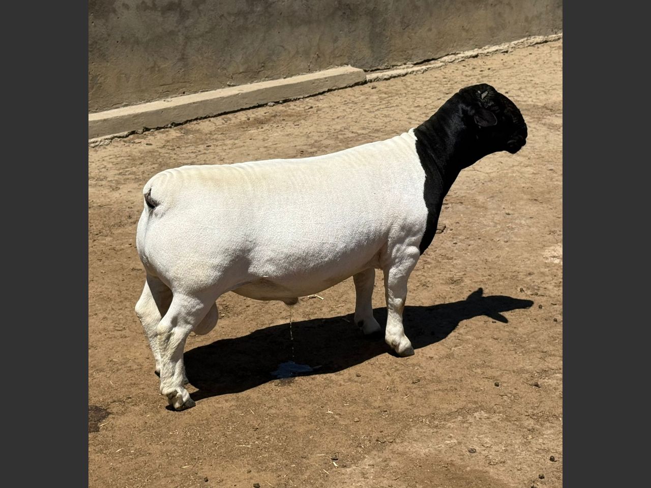 Lot DR136 | INTERNASIONALE DORPER EN WITDORPER VEILING, GESAMENTLIK ...