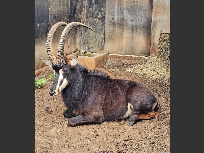 SABLE 40.5" | SABLE HILL SAFARIS