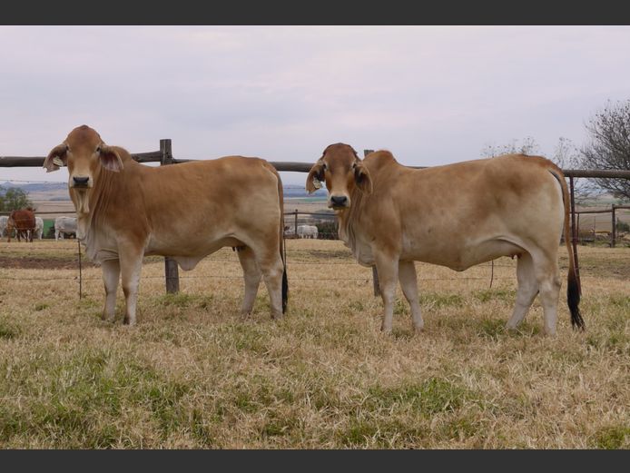 Commercial Animals