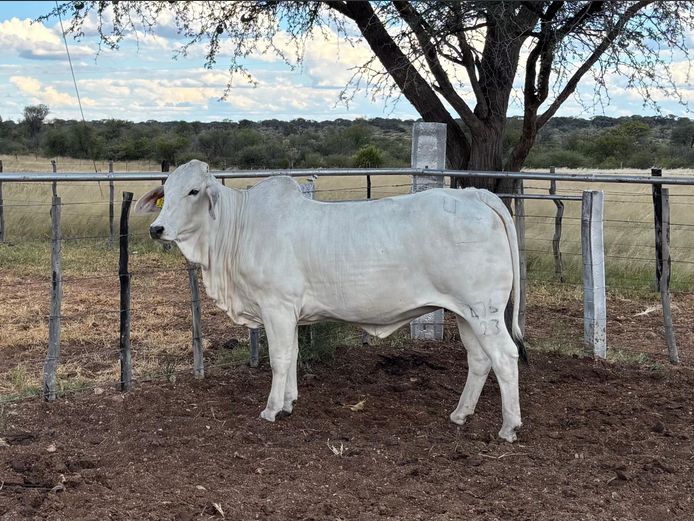 23-0476U | SAVANNAH BRAHMANS