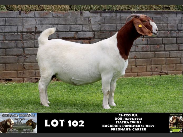 21-1253 DJL | DIRK LOUW