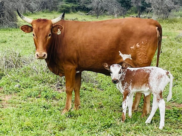 NGU 230010 | INALA NGUNI STUD