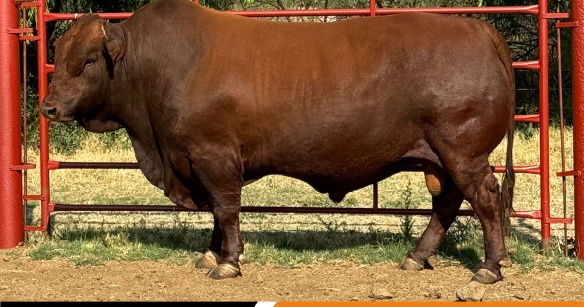 Lot 12 | OPTIMUM CATTLE COMPANY 9DE PRODUKSIEVEILING | SwiftVEE | South ...