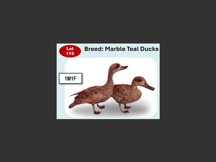 MARBLE TEAL DUCKS | ANNUAL MYTILUS AND ELOFF