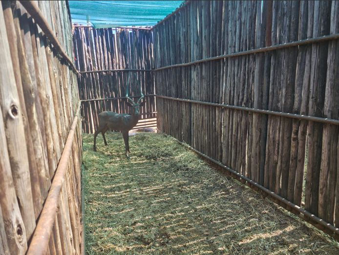 SWART ROOIBOK | MADIAPALA GAME
LODGE