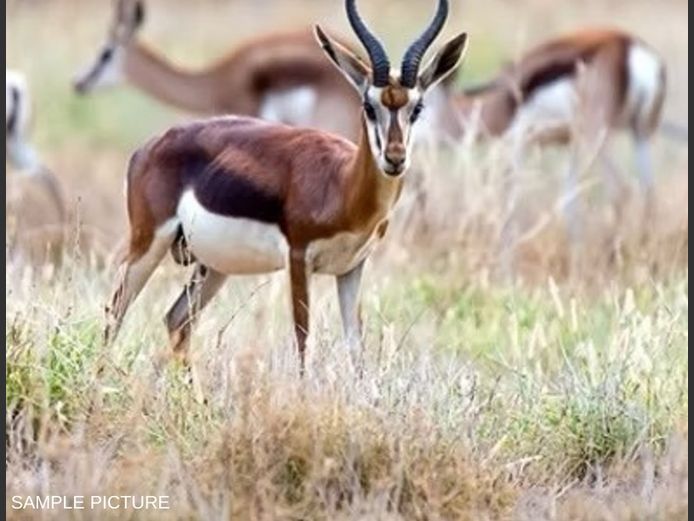 COFFEE SPRINGBUCK | GOLDEN GAME WILDLIFE