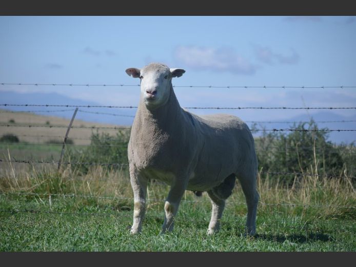 T 240138 | TWEE BROERS DORMER STOET