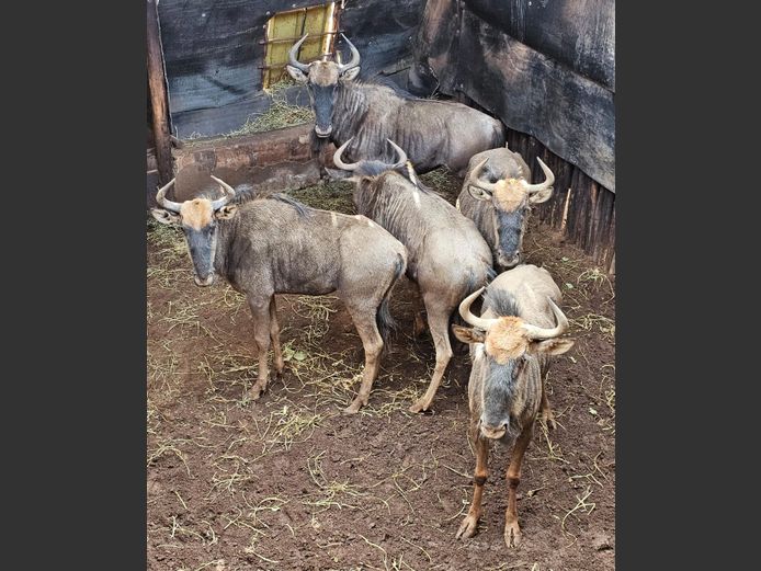 BLOUWILDEBEES | BUFFELSKLOOF 2