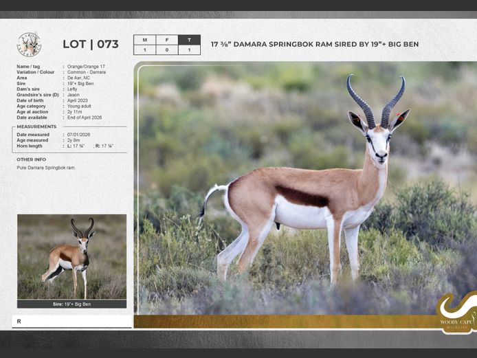 Springbok - Common | Nuwejaarsfontein De Aar stoeterye BK