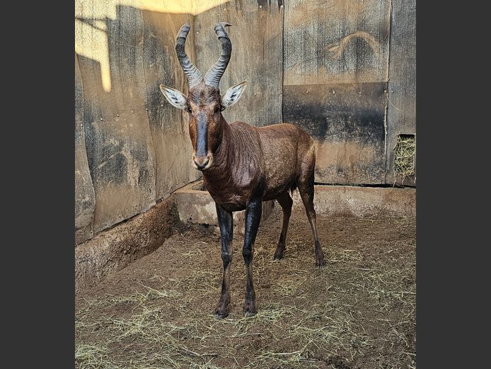 RED HARTEBEEST | S VAN ZYL