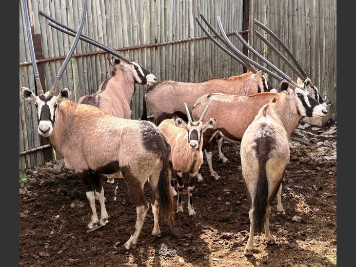 Gemsbok Koeie