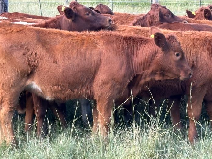 Heifers | Tweeddale Farming