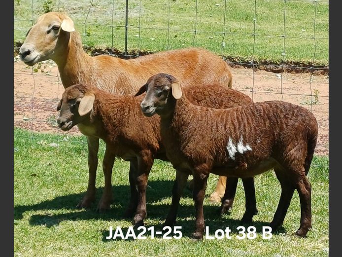 JAA 19-16 | Aucamp Meatmasters