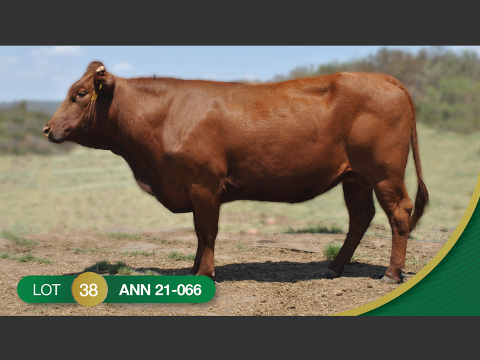 ANN 210066 | ANNANDALE BONSMARAS