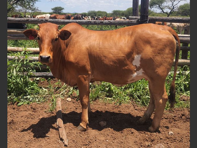 Commercial Animals | A. BOTHMA