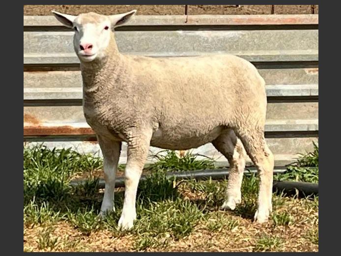BS 240029 | HAGELAND ILE DE FRANCE