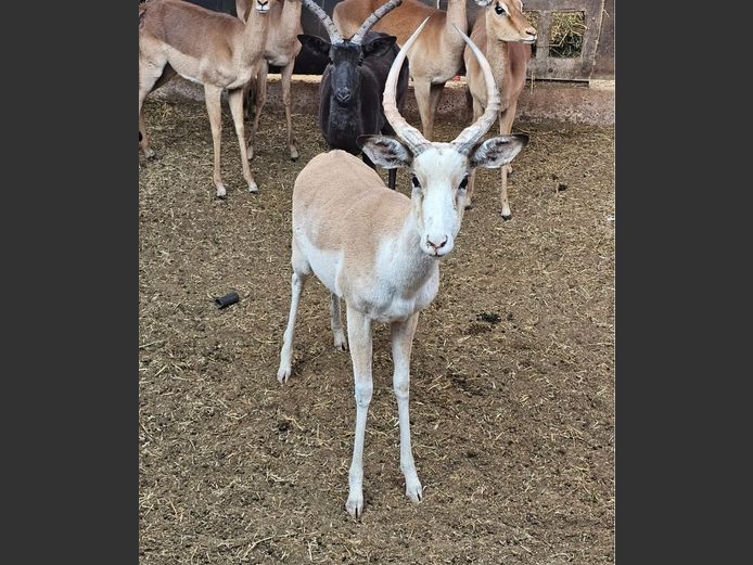 WHITE FLANKED IMP | KRUISRIVIER