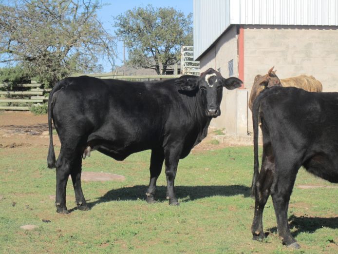 Weaners | PJ Killian