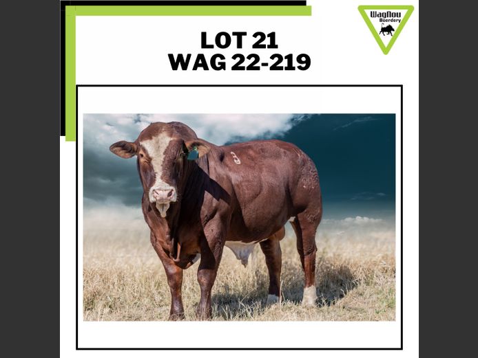 WAG 22-0219 | WAGNOU BEEFMASTER