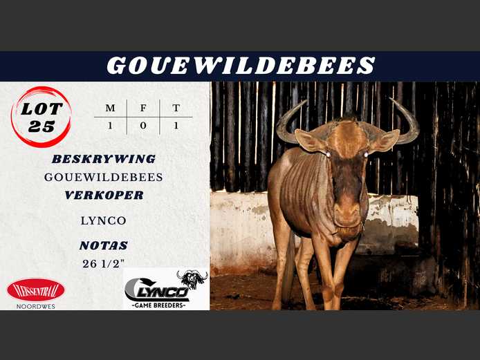 GOUE WILDEBEES