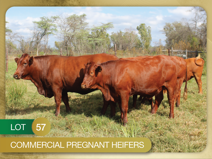 Commercial Animals | Culmpine Bonsmaras