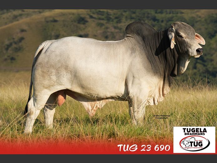 TUG23690 | TUGELA BRAHMANE