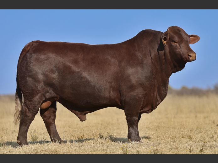 VV  220183 | T. DE JAGER