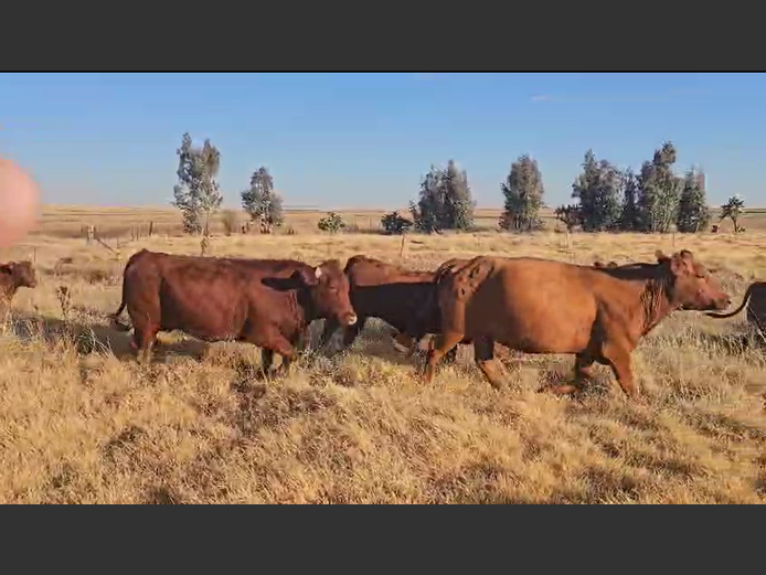 Weaners 