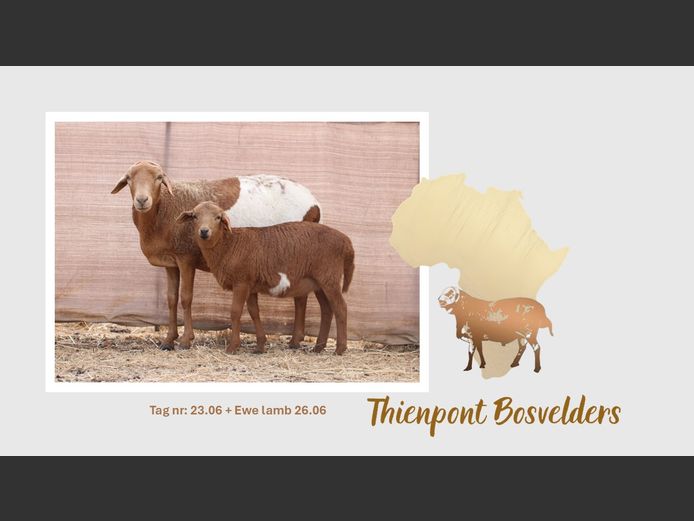 23.06 | THIENPONT BOSVELDERS
