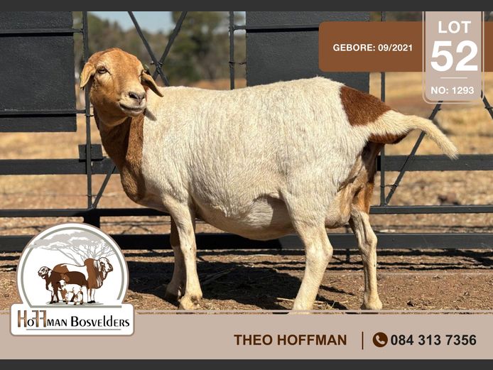 1293 | HOFFMAN BOSVELDERS