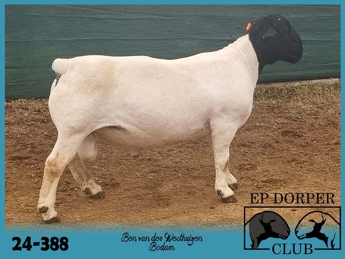 24-388 | Ben van der Westhuizen - Bodam