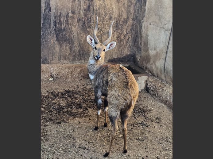 BUSHBUCK | MARTIN