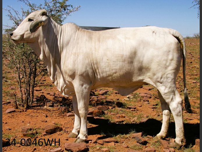 24-0046WH | SWARTRANTE BRAHMANE