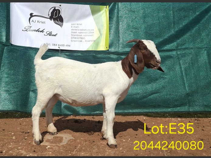 24080 | Grootvlak Boerbokke