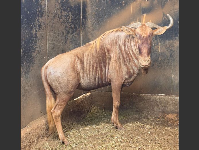 GOUE WILDEBEES | LEBENKELE