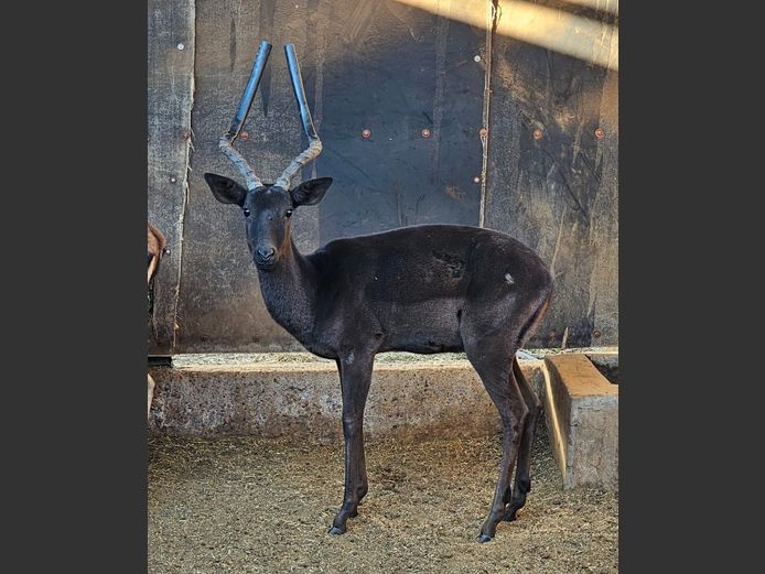 BLACK IMPALA | C. ENGELBRECHT