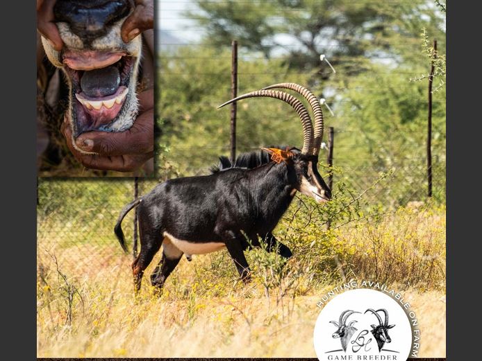 Sable Bulls | WATERBERG PLATO GAME BREEDERS