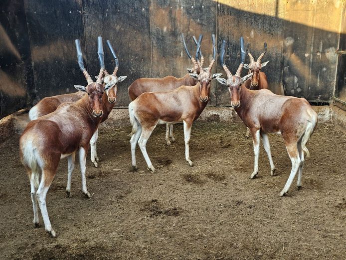 BLESBOK KOPER | HELICON
