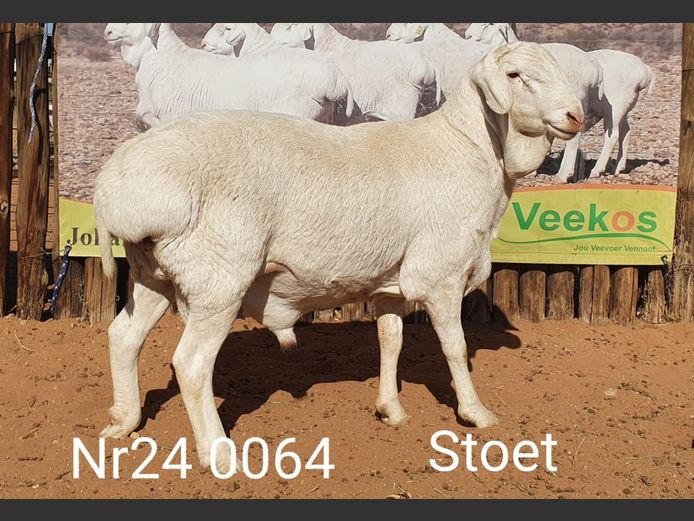 24064 | Johan Stadler
