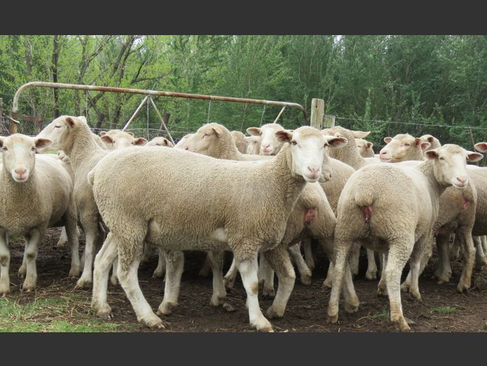 Commercial Ewes | UMPUKANE DORMERS