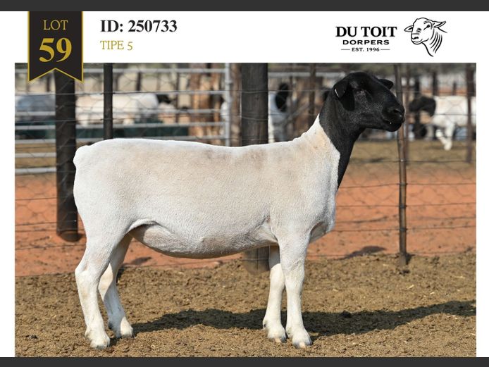 250733 | DU TOIT DORPERS