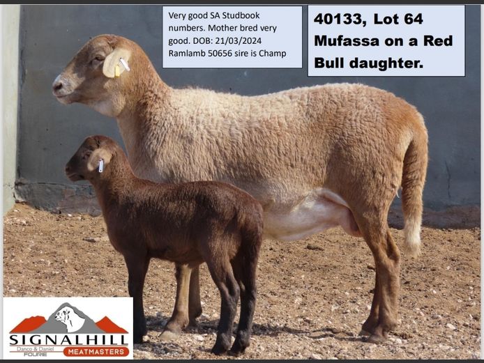 SIGNALHill MEATMASTERS | 40133
