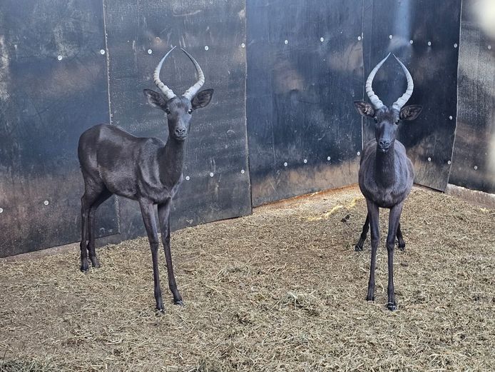 BLACK IMPALA | EB WILD