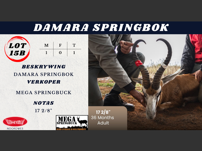 DAMARA SPRINGBOK