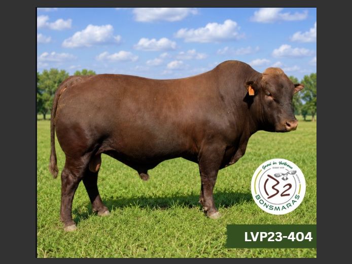 LVP 230404 | B2 BONSMARAS